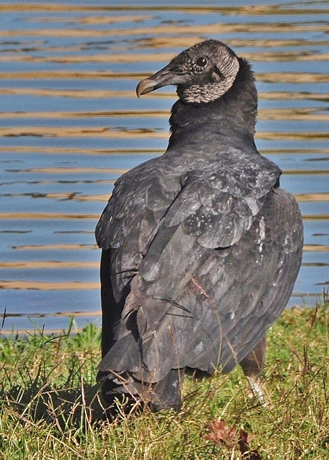 black vulture
